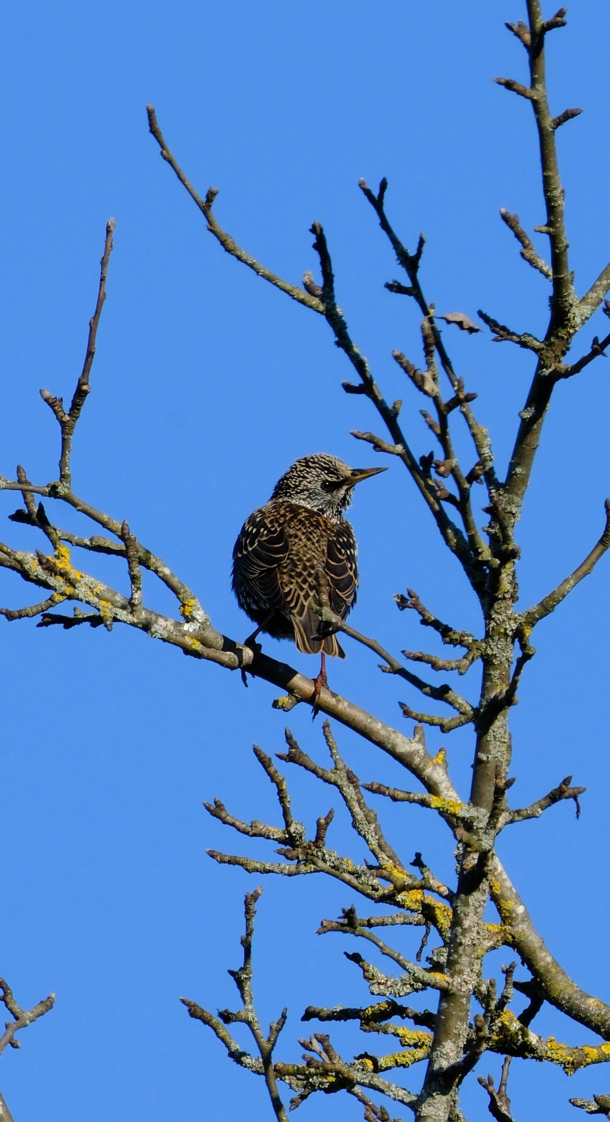 A bird perched on a bare tree branch against a clear blue sky