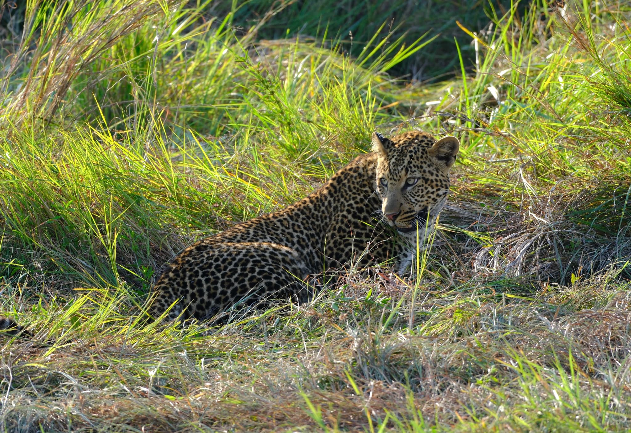 A leopard lying in tall grass, partially hidden by the surrounding vegetation