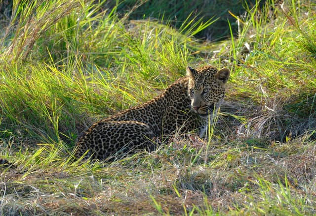 A leopard lying in tall grass, partially hidden by the surrounding vegetation