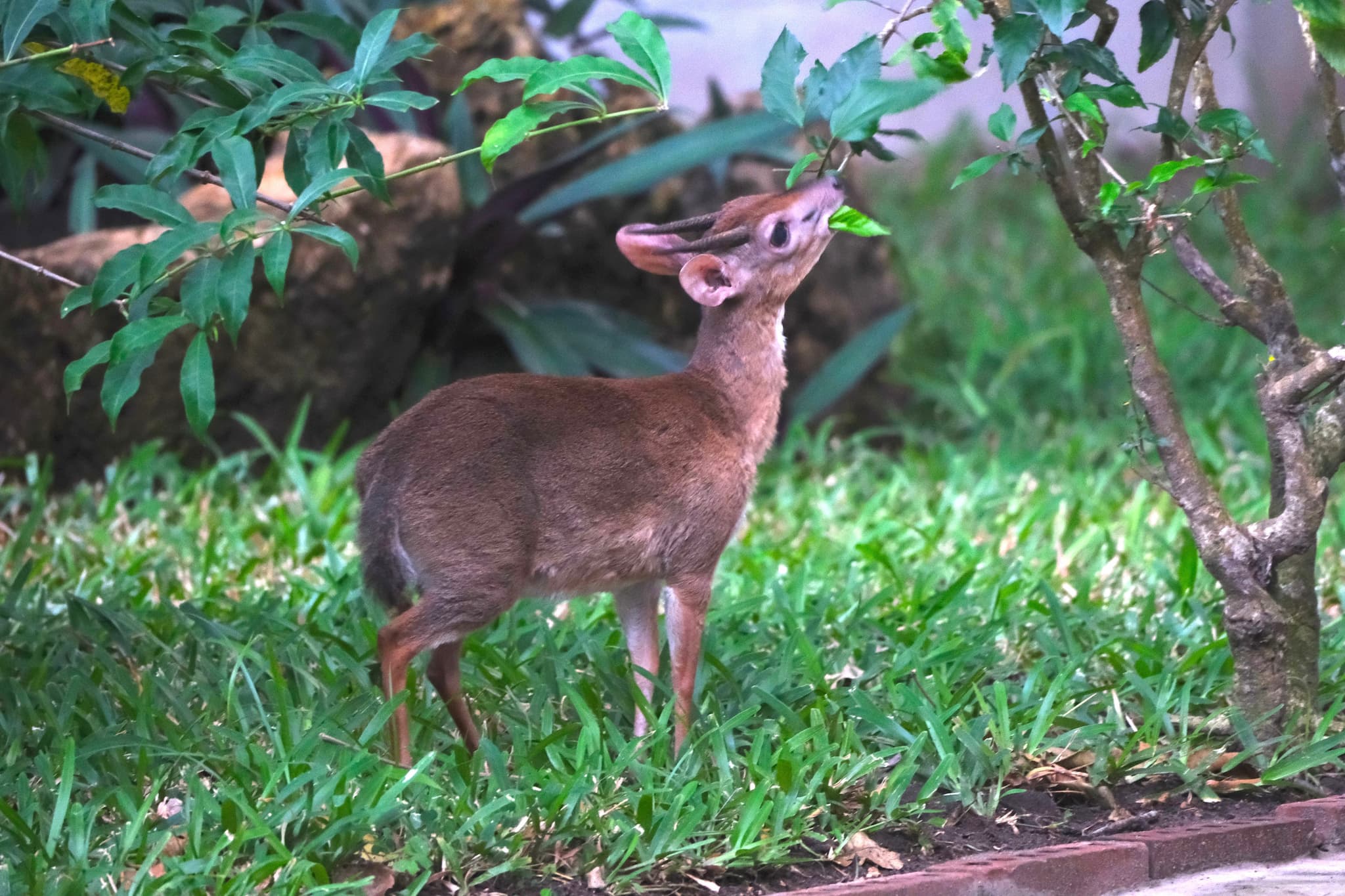 A small deer-like animal is standing on grass, reaching up to nibble on leaves from a bush