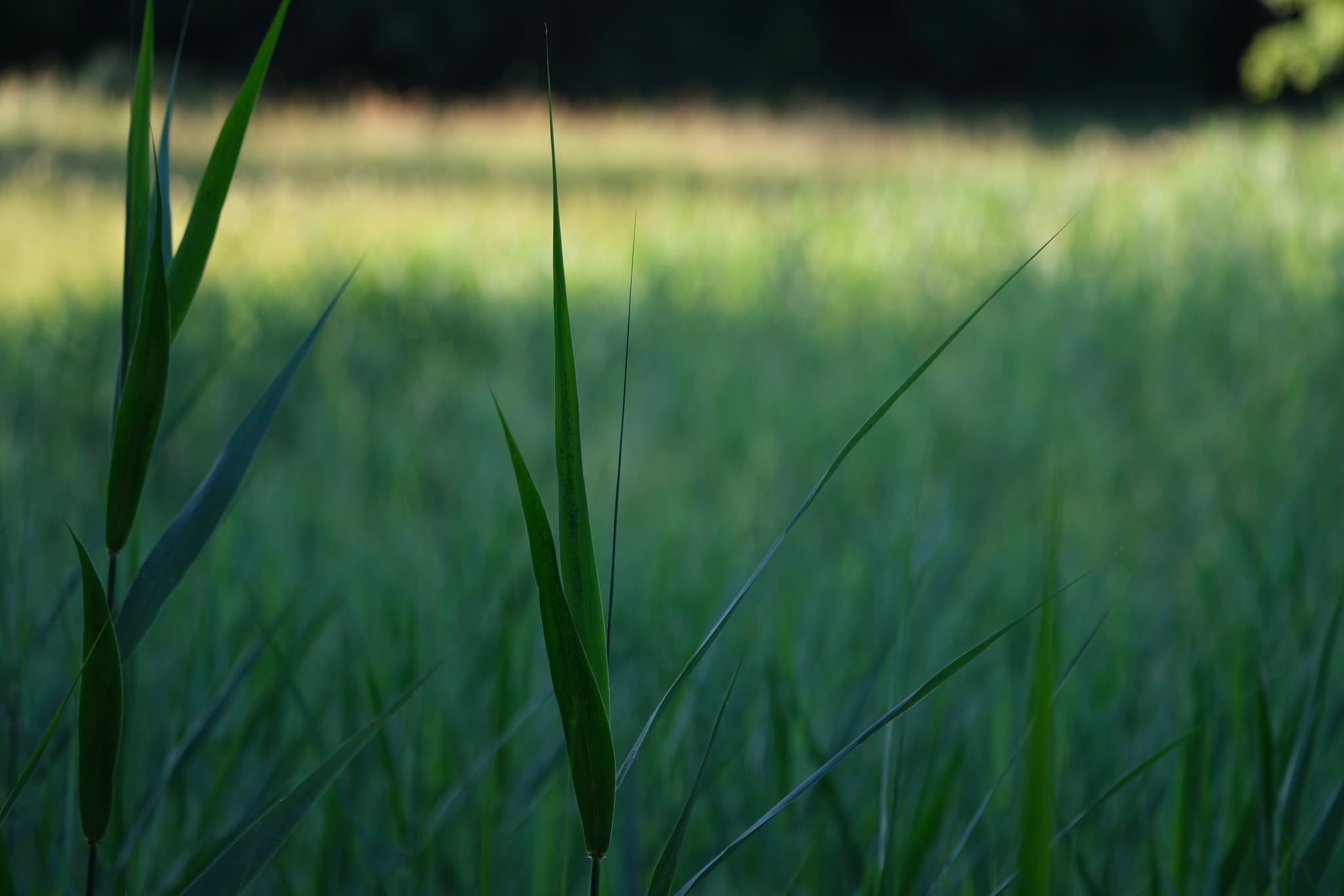 Tall grass in the foreground with a blurred, sunlit field in the background