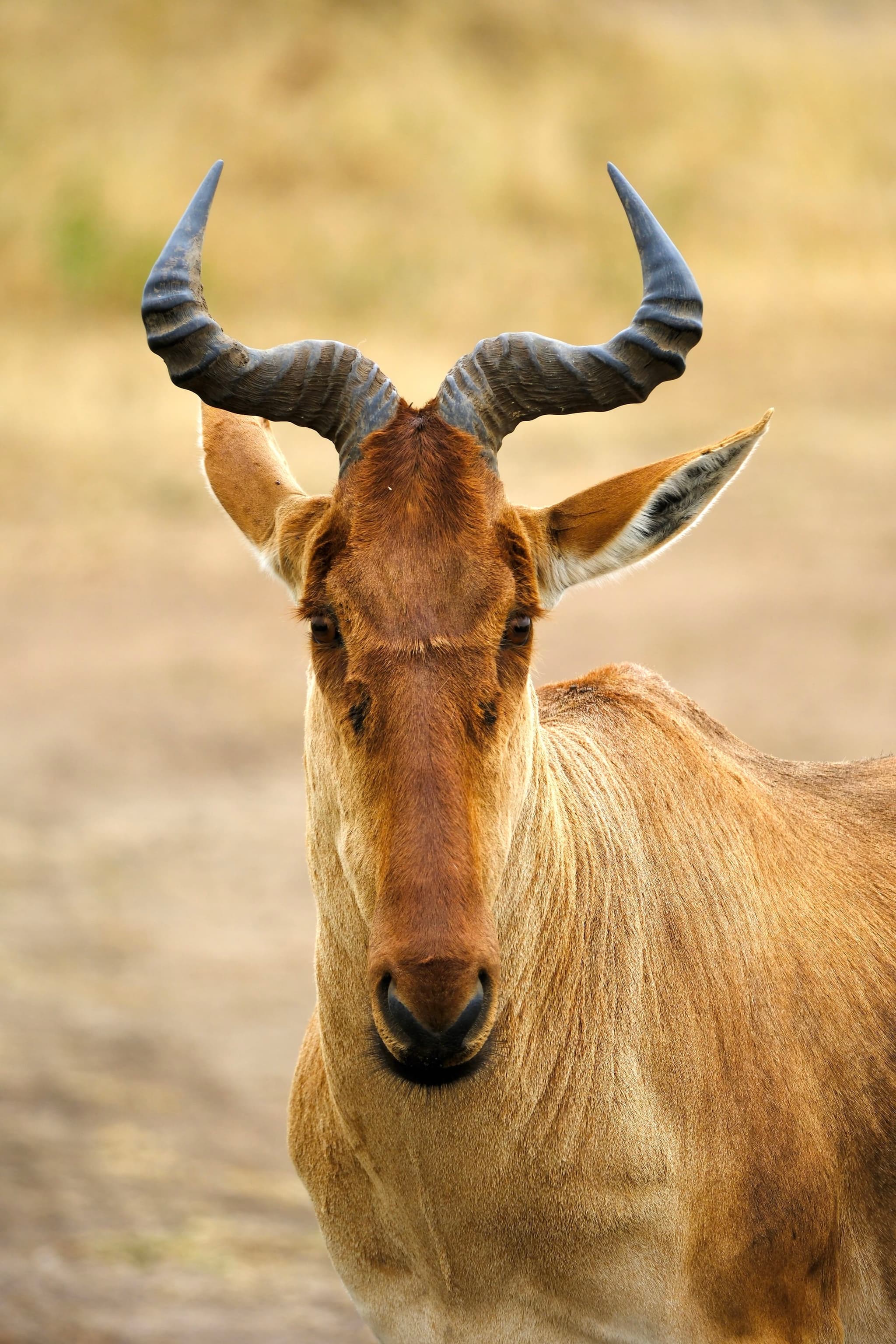 A close-up of a hartebeest with curved horns and a reddish-brown coat, standing in a natural setting