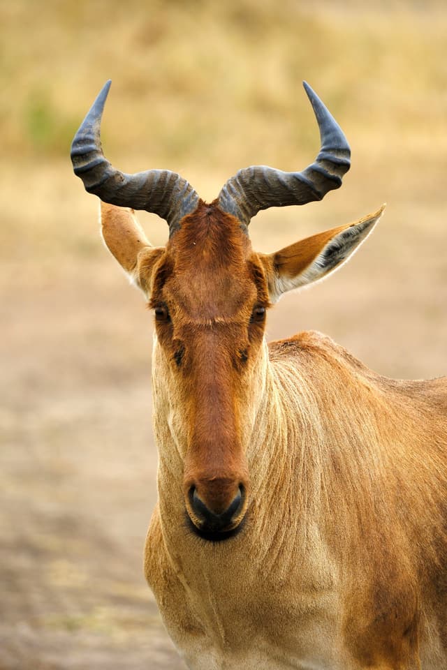 A close-up of a hartebeest with curved horns and a reddish-brown coat, standing in a natural setting