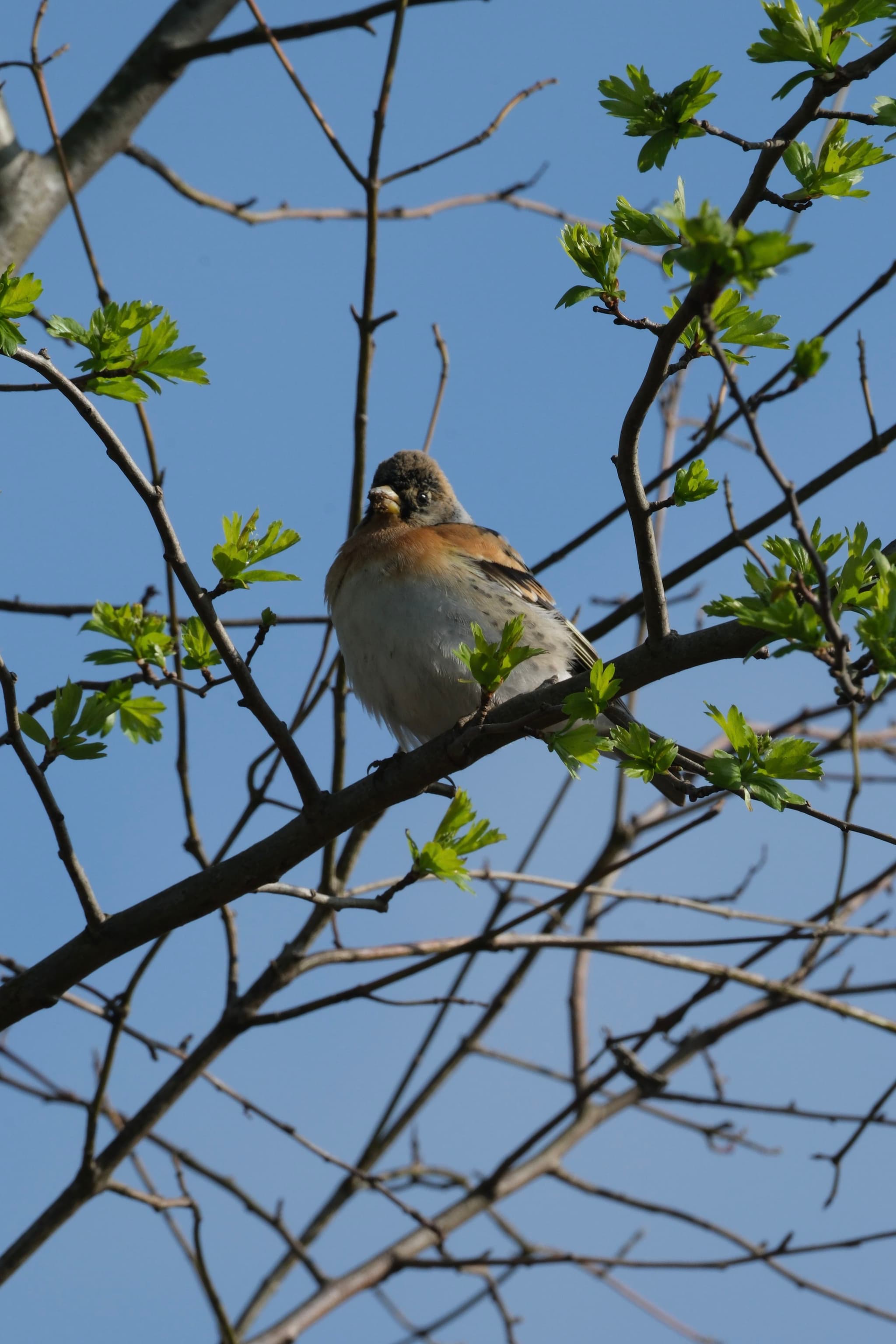 A bird perched on a tree branch with green leaves against a clear blue sky