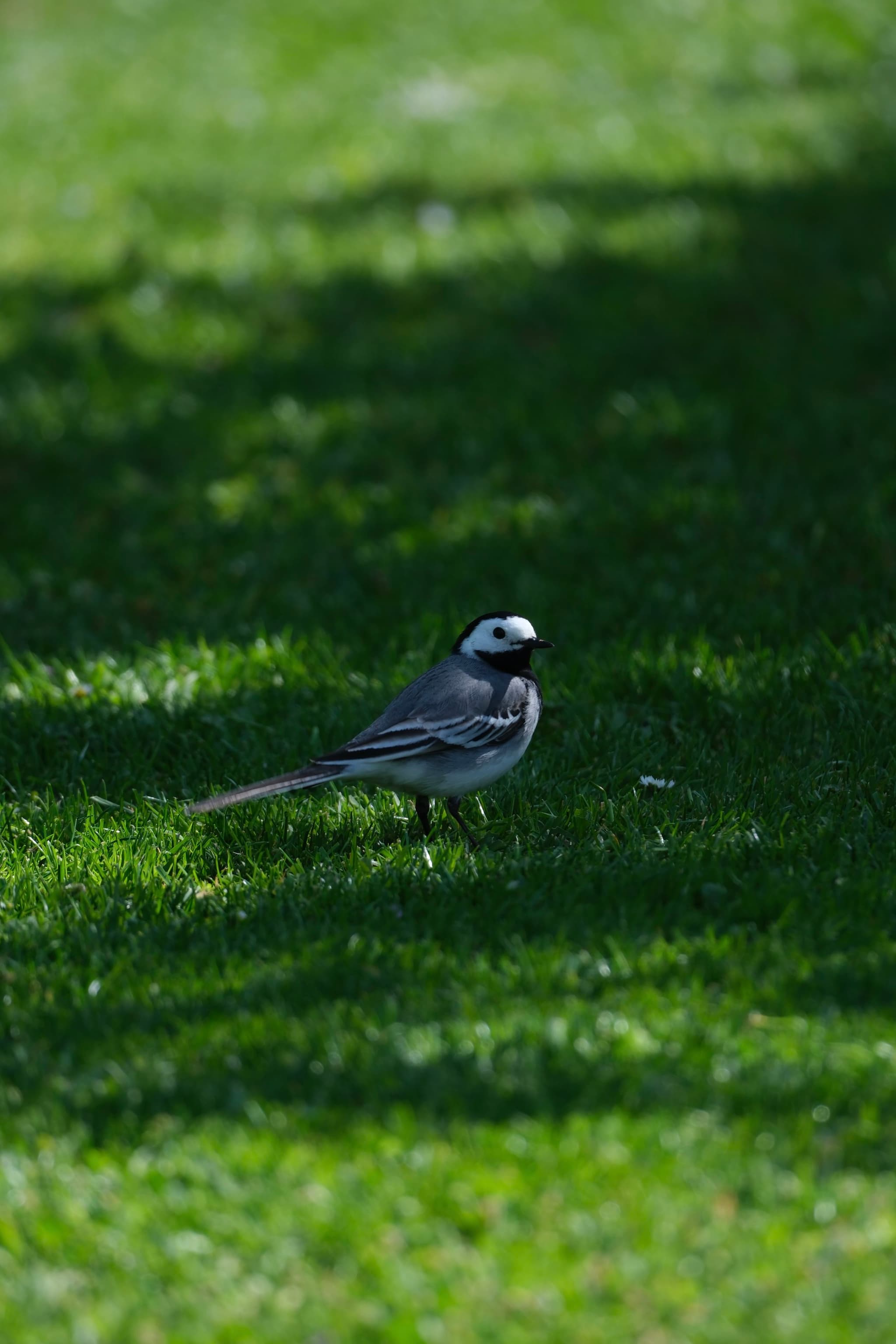 A small bird standing on a grassy field, with dappled sunlight creating shadows on the ground