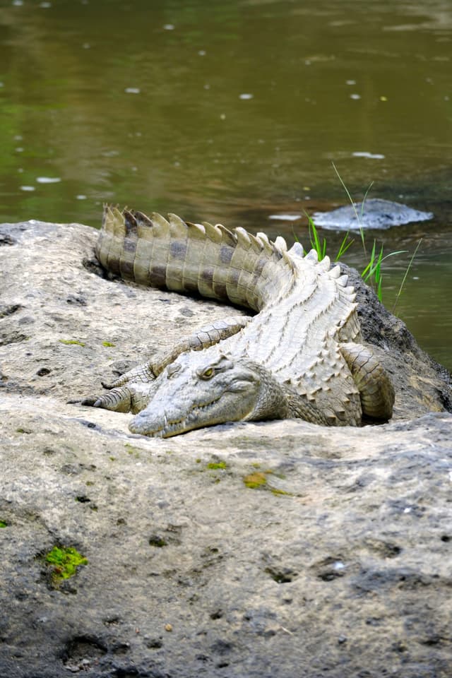A crocodile resting on a rock beside a body of water