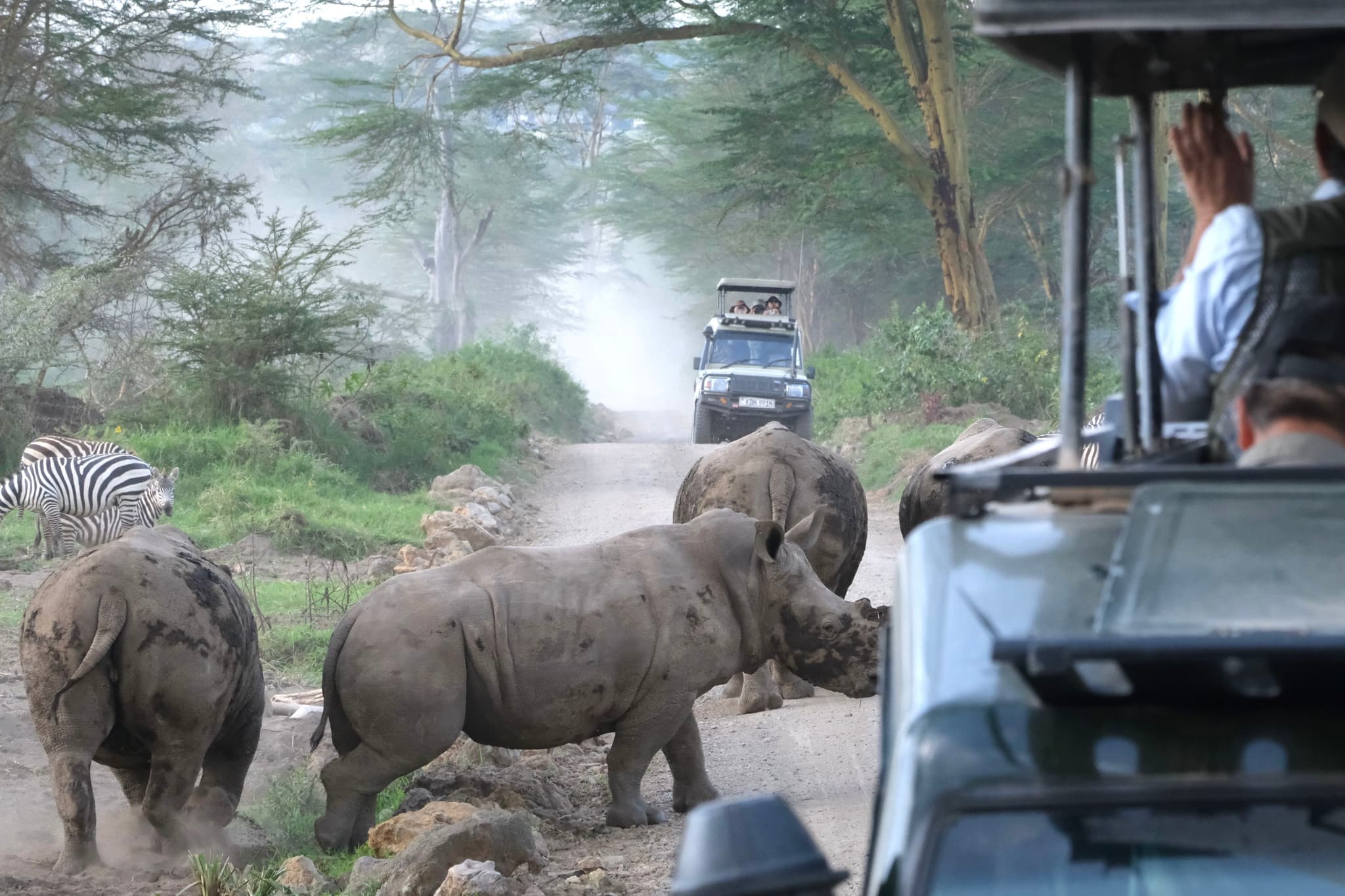 A group of rhinos crossing a dirt road in a safari setting, with safari vehicles and a zebra in the background