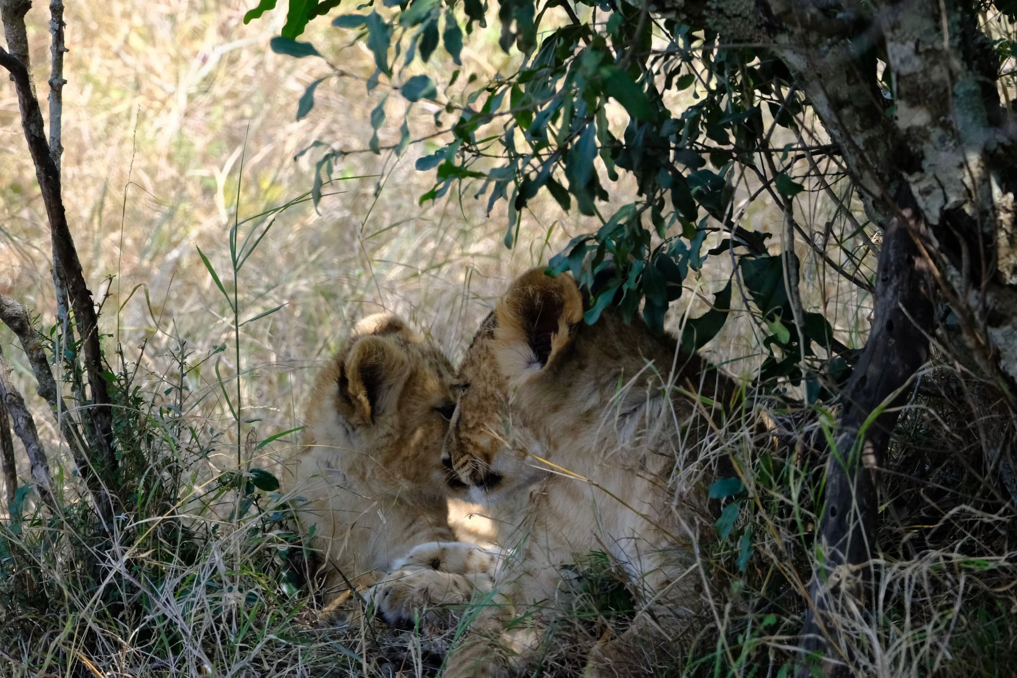 Two lions resting together in the shade of dense foliage, surrounded by tall grass