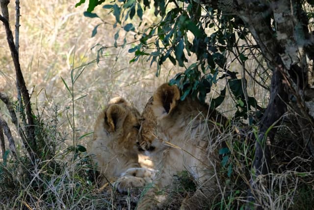 Two lions resting together in the shade of dense foliage, surrounded by tall grass