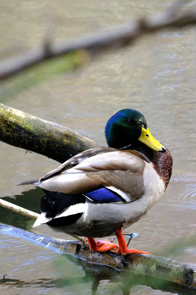 A mallard duck with a green head and yellow bill stands on a branch above water