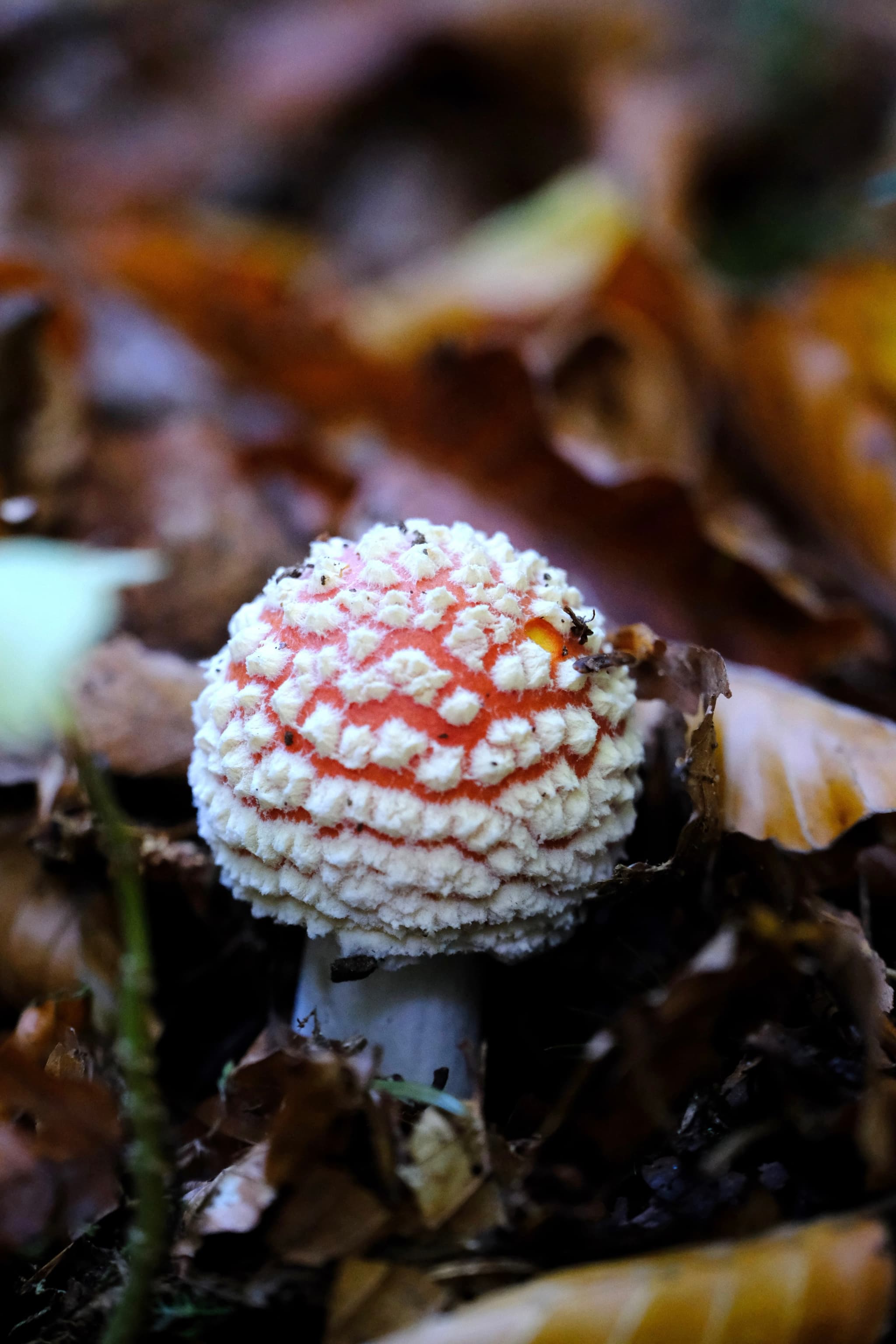 A textured mushroom amidst brown autumn leaves