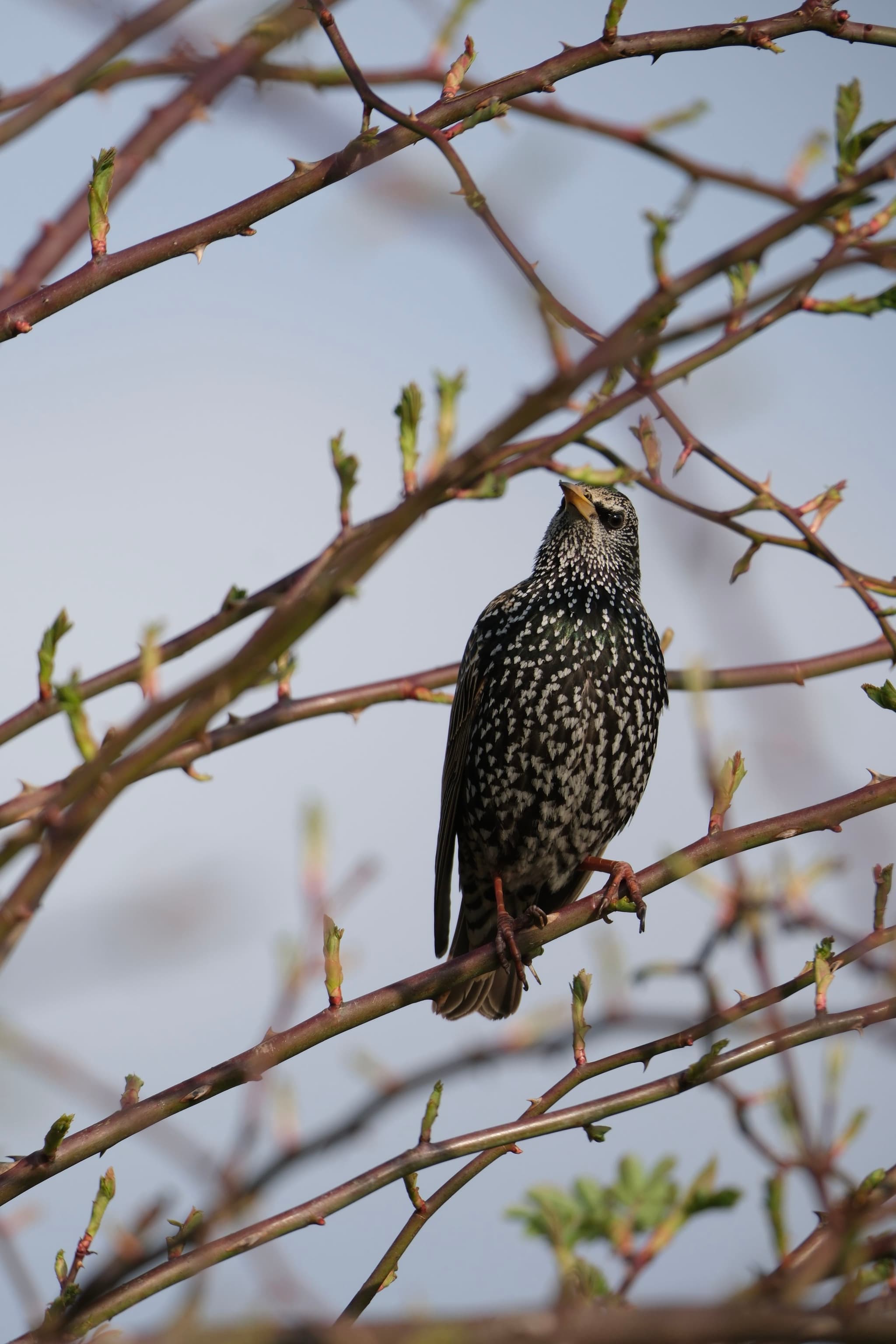 A bird with speckled plumage perched on a branch with budding leaves against a clear sky