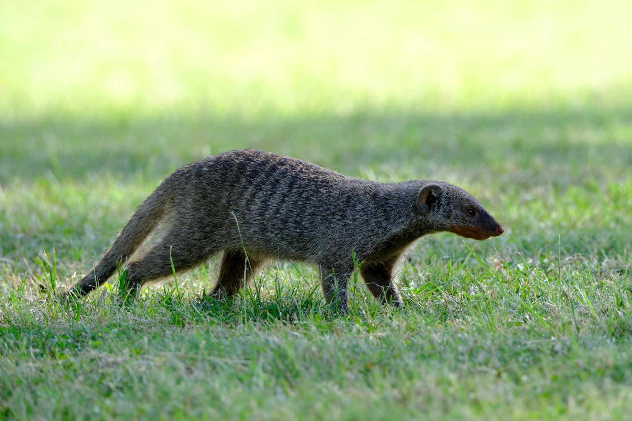 A mongoose walking on grass in a sunlit area