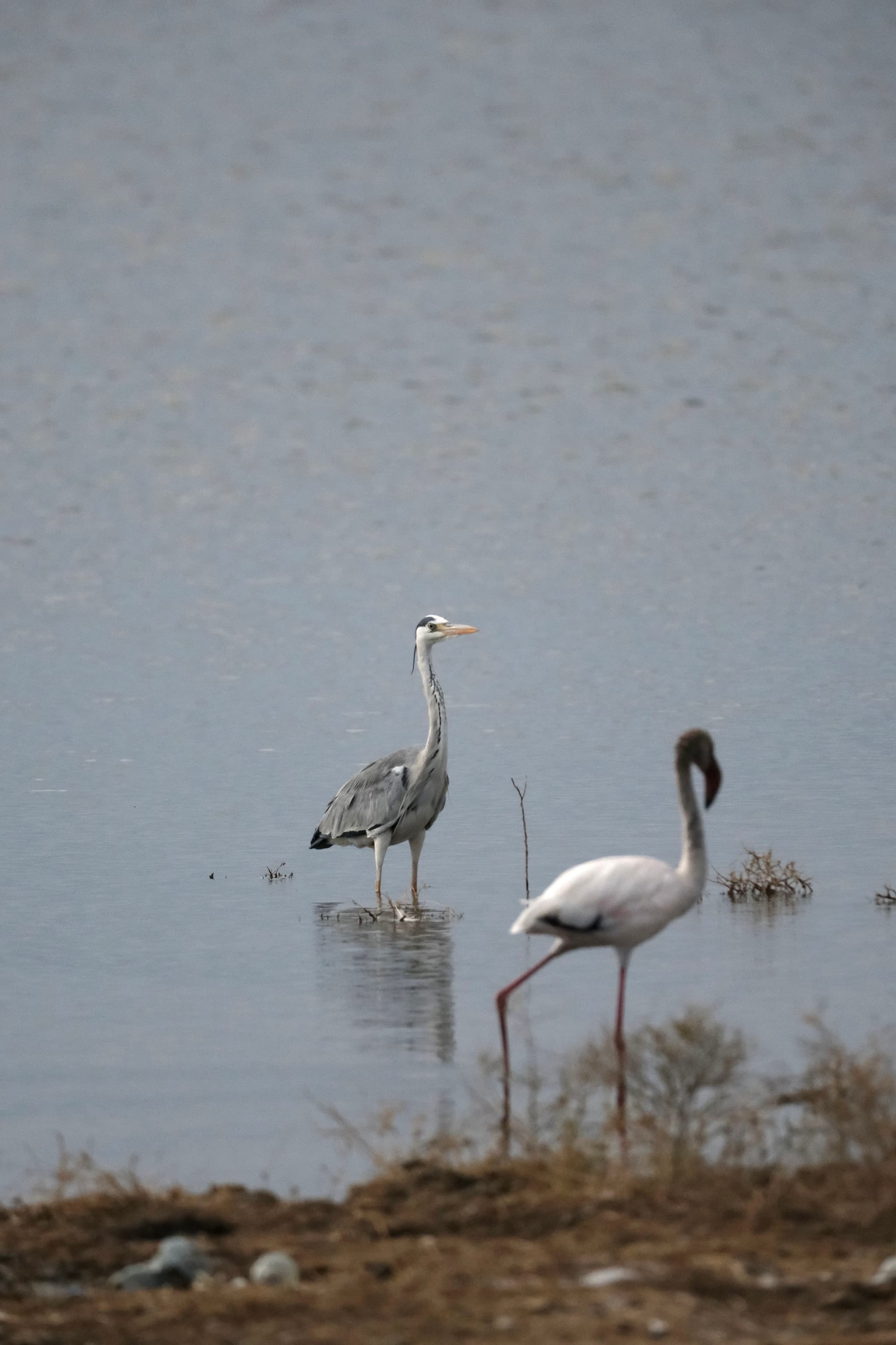 Two birds standing in shallow water, with one bird in the foreground and another in the background
