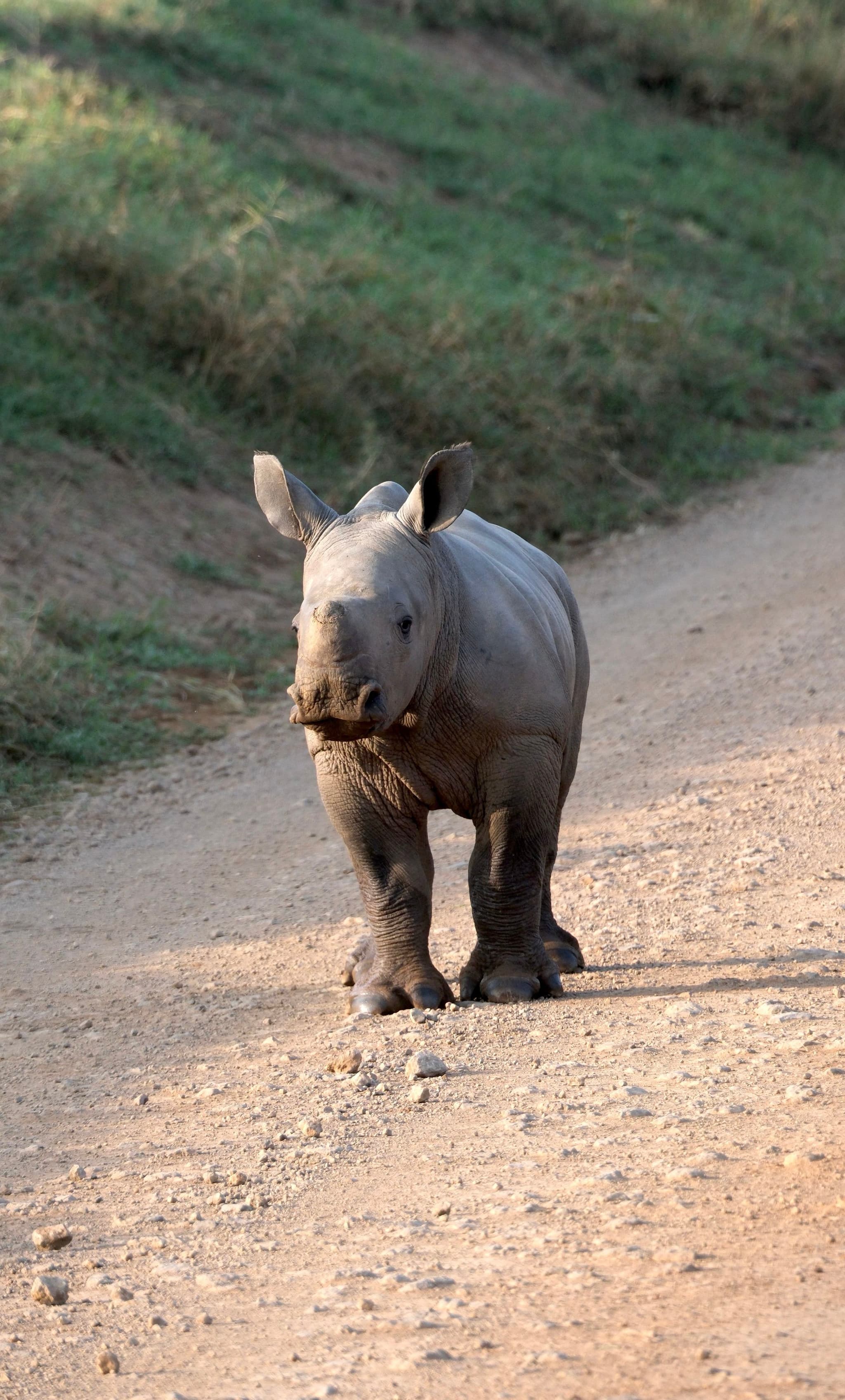 A young rhinoceros walking on a dirt path with grass on either side