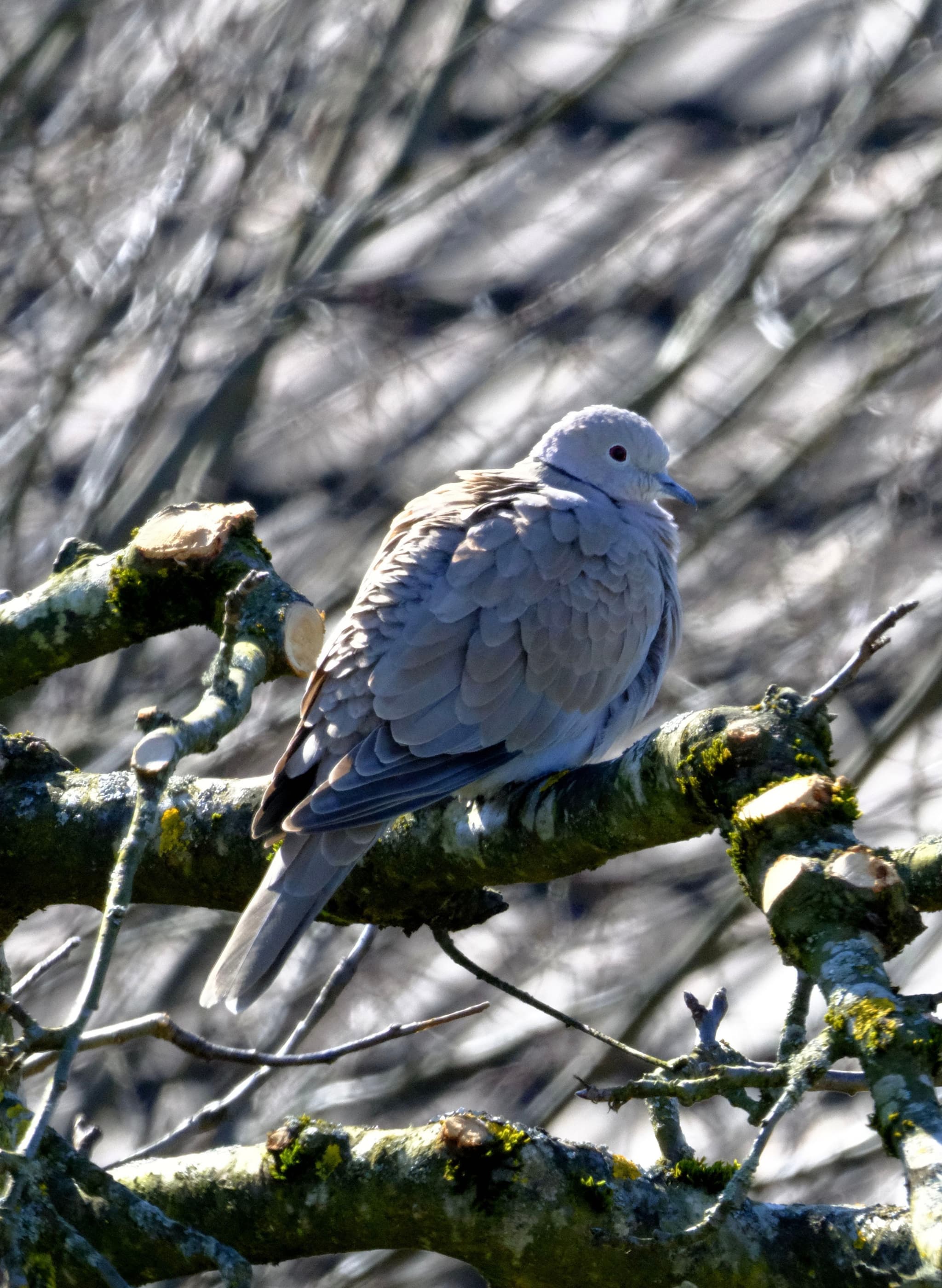 A dove perched on a mossy tree branch with a blurred background of branches