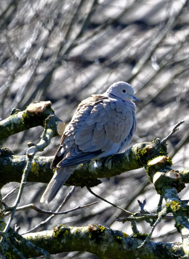 A dove perched on a mossy tree branch with a blurred background of branches