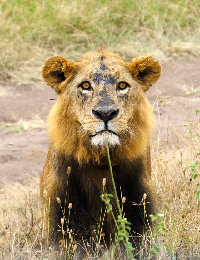 A lion with a full mane sits in tall grass, gazing directly at the camera