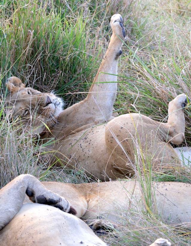 A lioness lies on her back in the grass with one paw raised, appearing relaxed