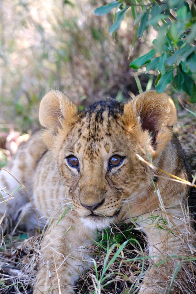 A lion cub lying in the grass, partially shaded by foliage