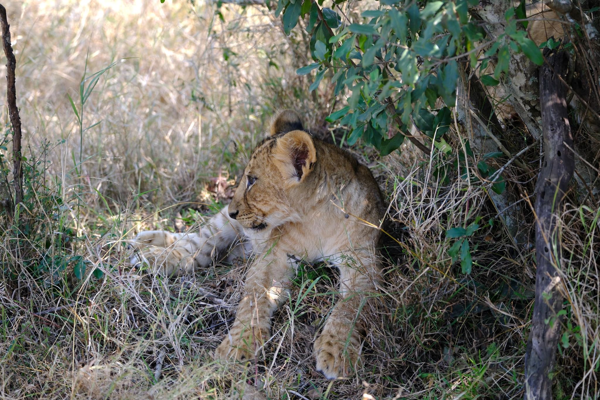 A lion cub resting in the shade of a tree, surrounded by dry grass and foliage