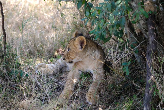 A lion cub resting in the shade of a tree, surrounded by dry grass and foliage