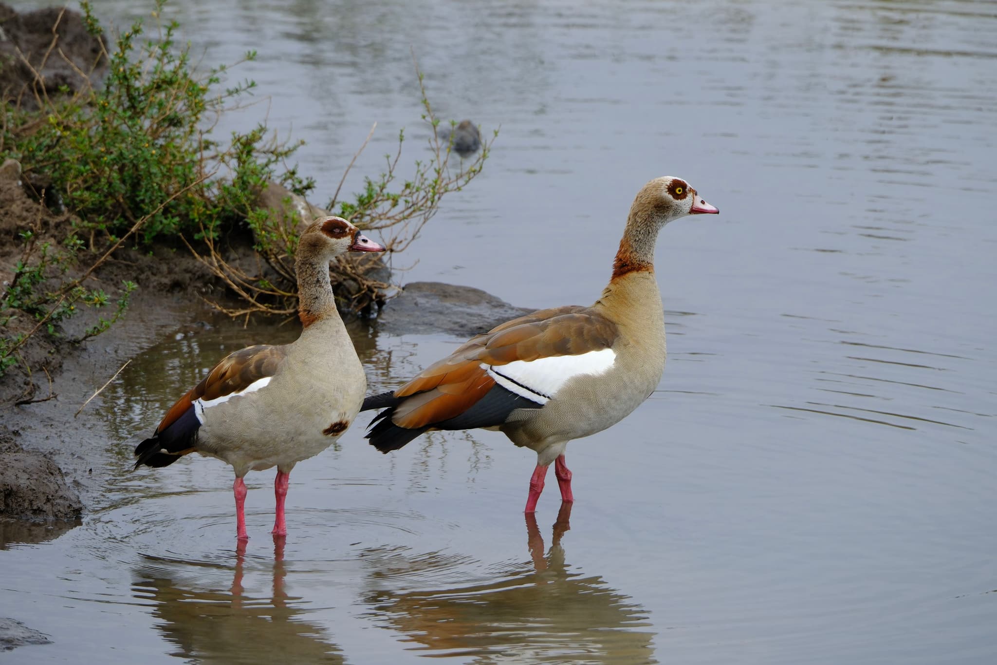 Two Egyptian geese standing in shallow water near a grassy bank