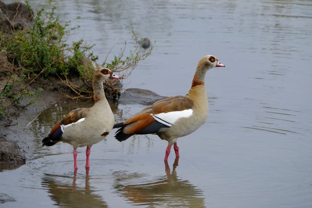 Two Egyptian geese standing in shallow water near a grassy bank