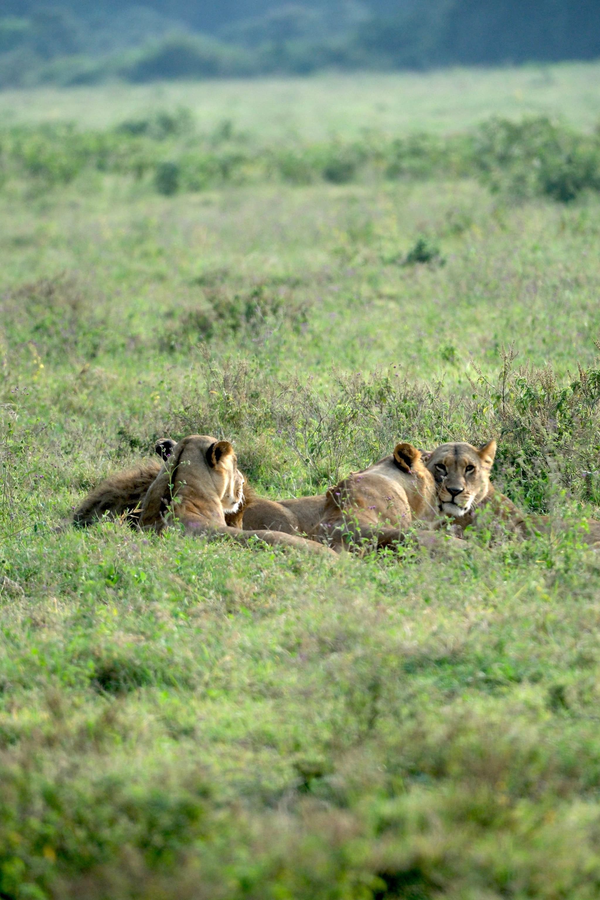 A group of lions resting in a grassy field