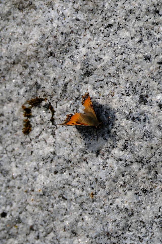 A small orange butterfly wing fragment lying on a rough gravel surface