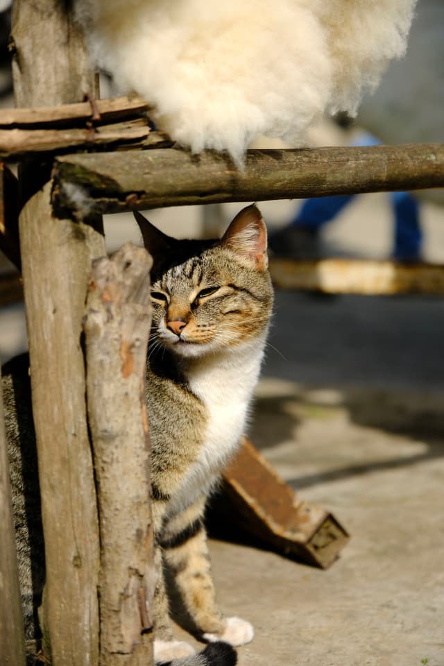 A tabby cat is sitting in the sunlight, partially hidden behind wooden beams, with its eyes closed