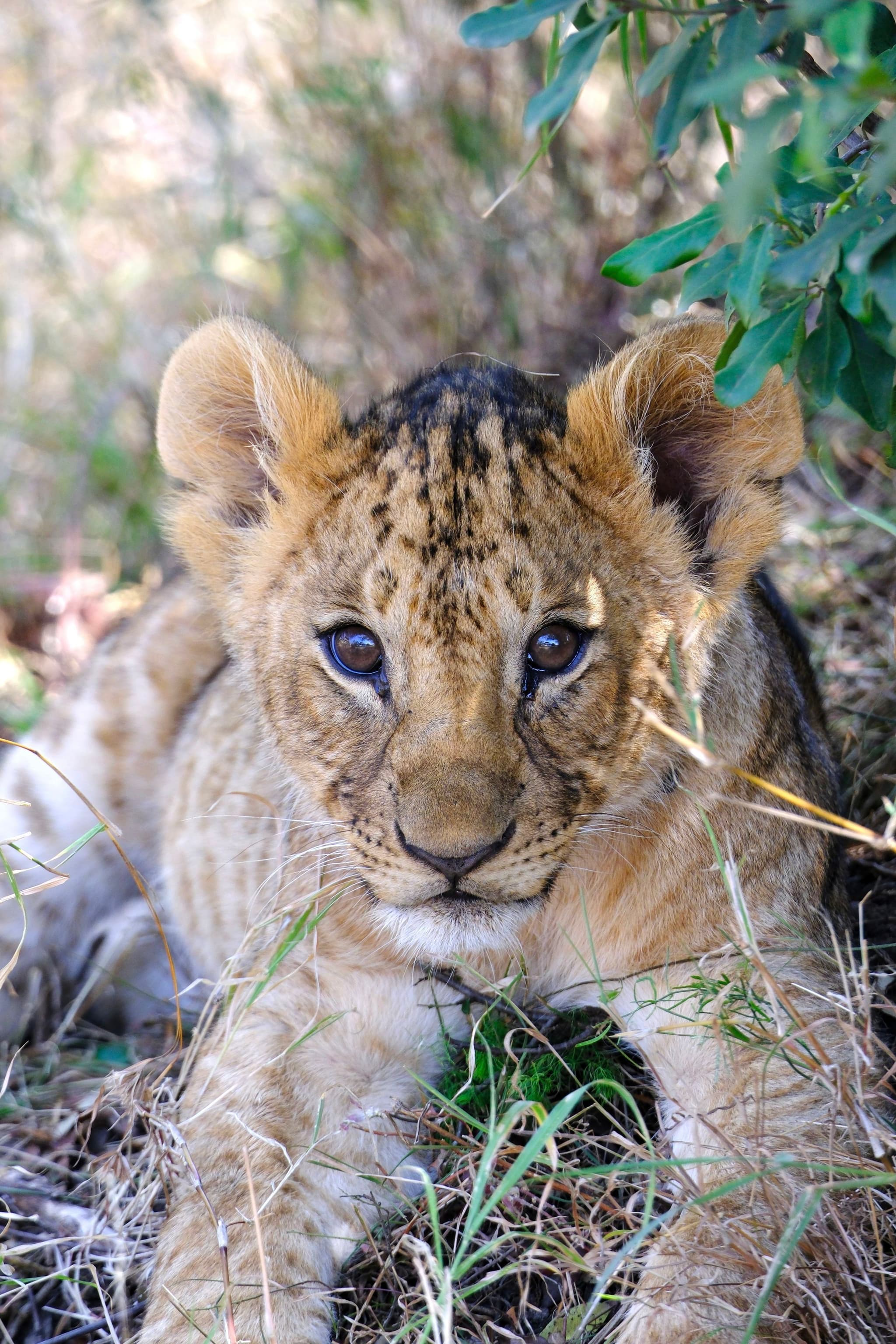A lion cub lying in the grass, partially shaded by foliage, with a curious expression
