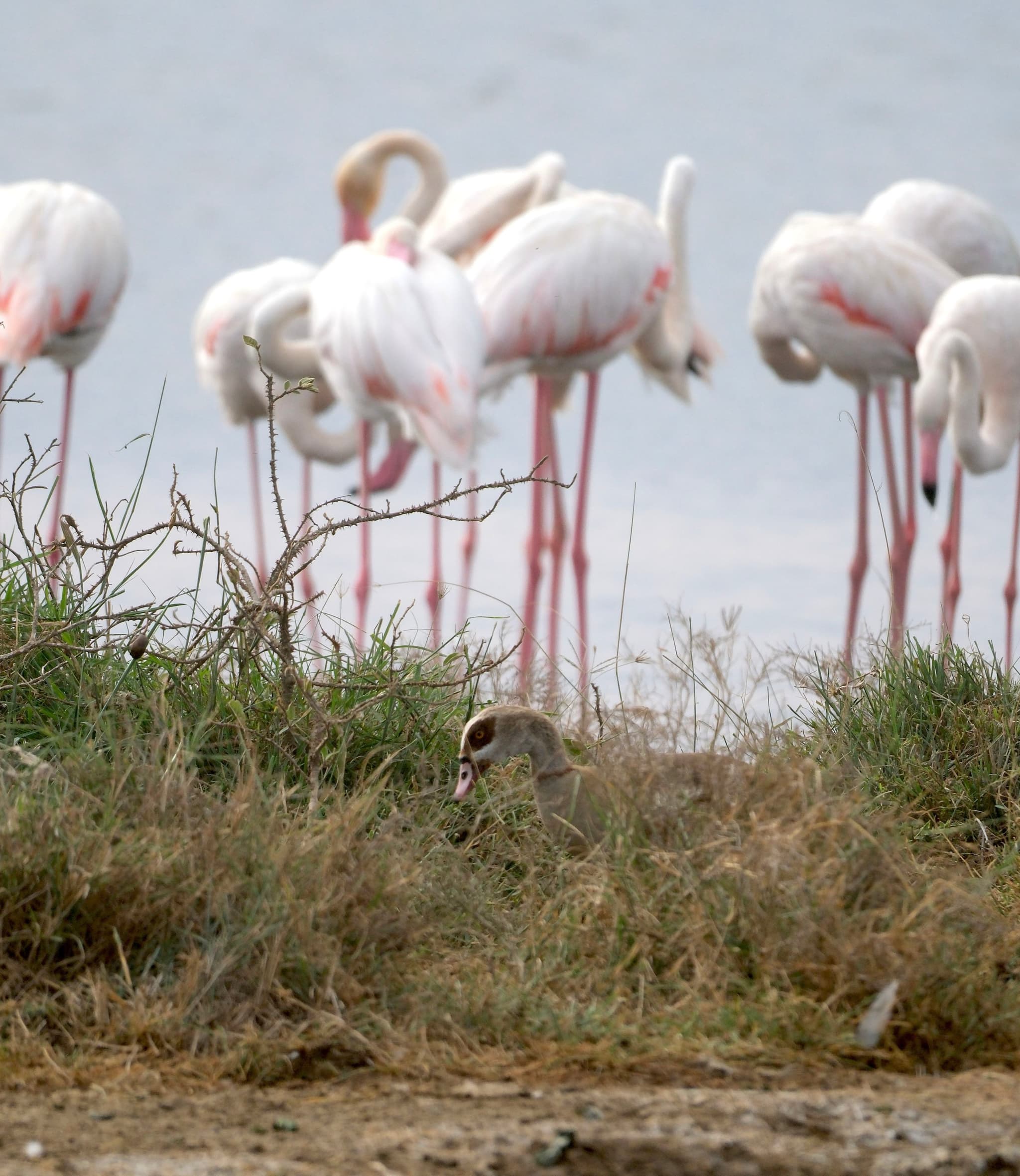A group of flamingos stands near a body of water, with tall grass in the foreground and a small bird partially hidden among the grass