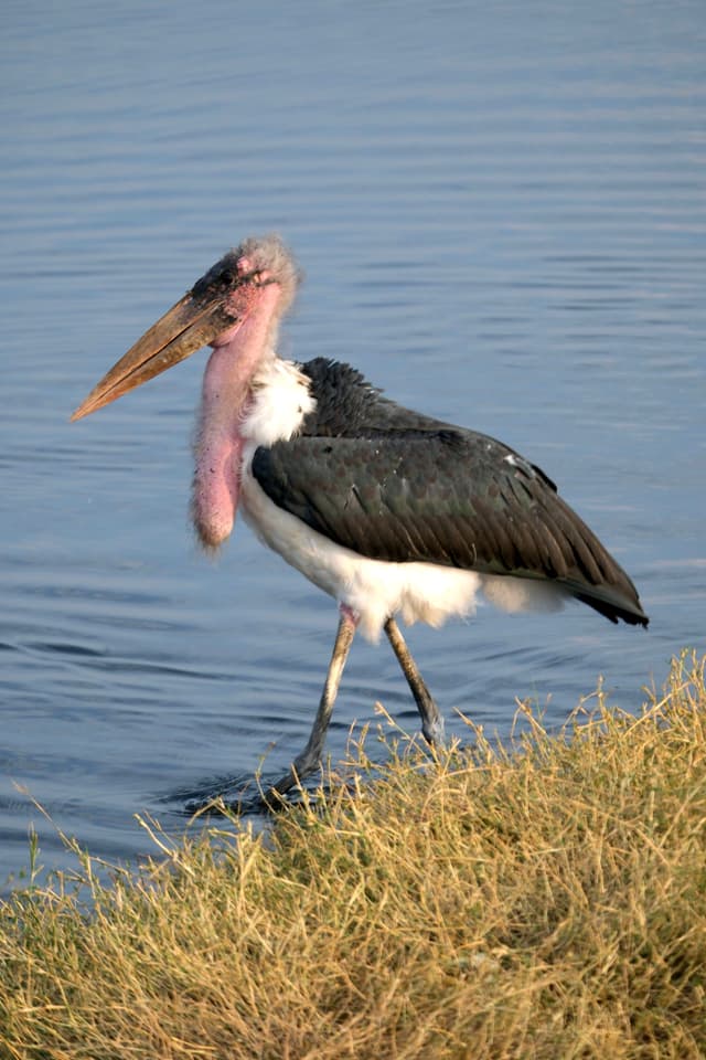 A marabou stork standing near the edge of a body of water, with its large beak and distinctive pink neck visible, surrounded by grass