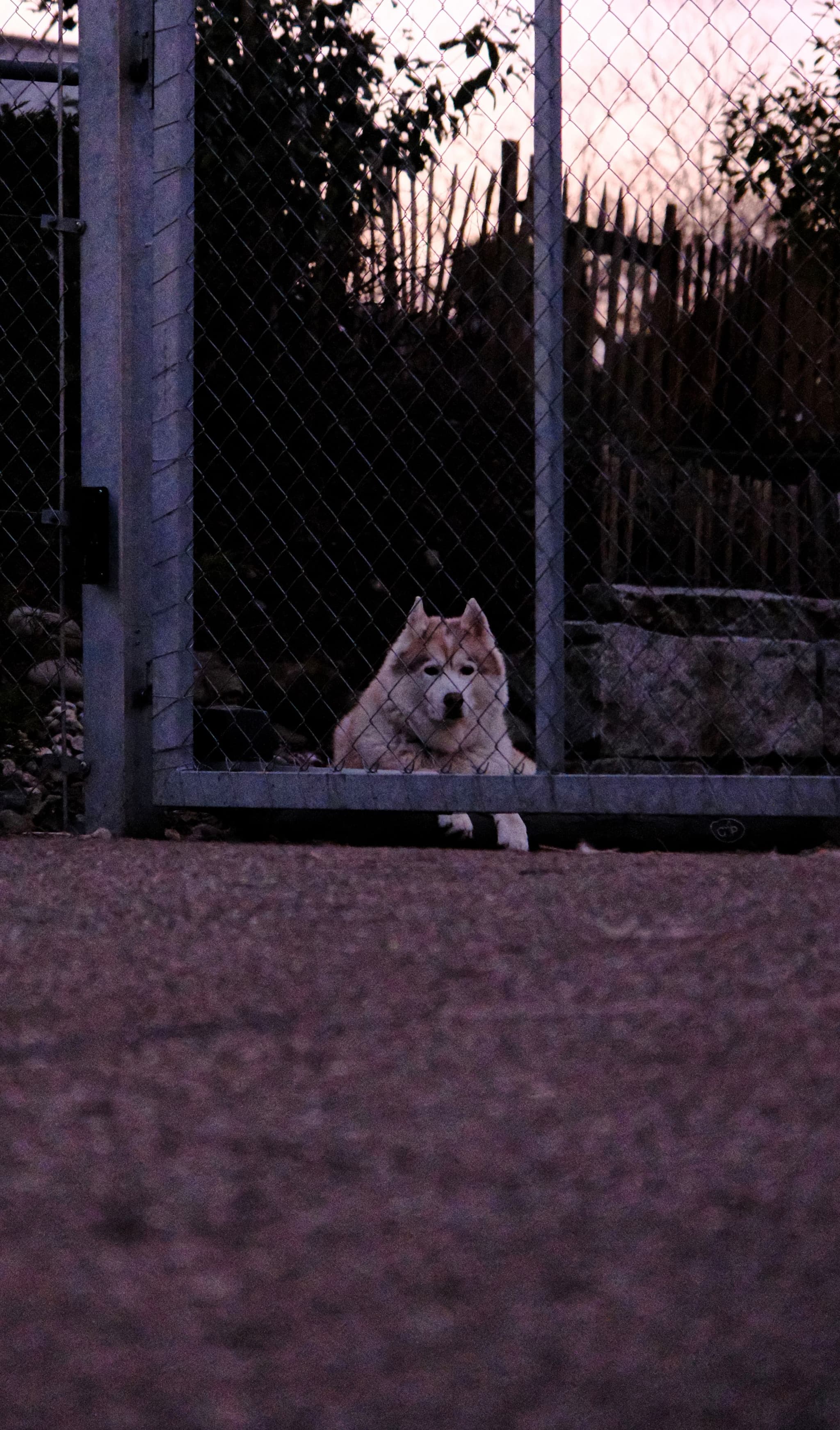 A dog lying down behind a metal gate at dusk, with a fence and trees in the background