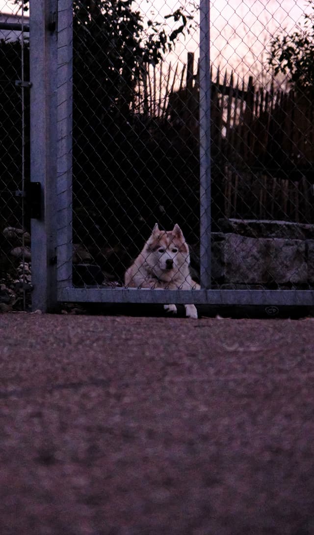 A dog lying down behind a metal gate at dusk, with a fence and trees in the background