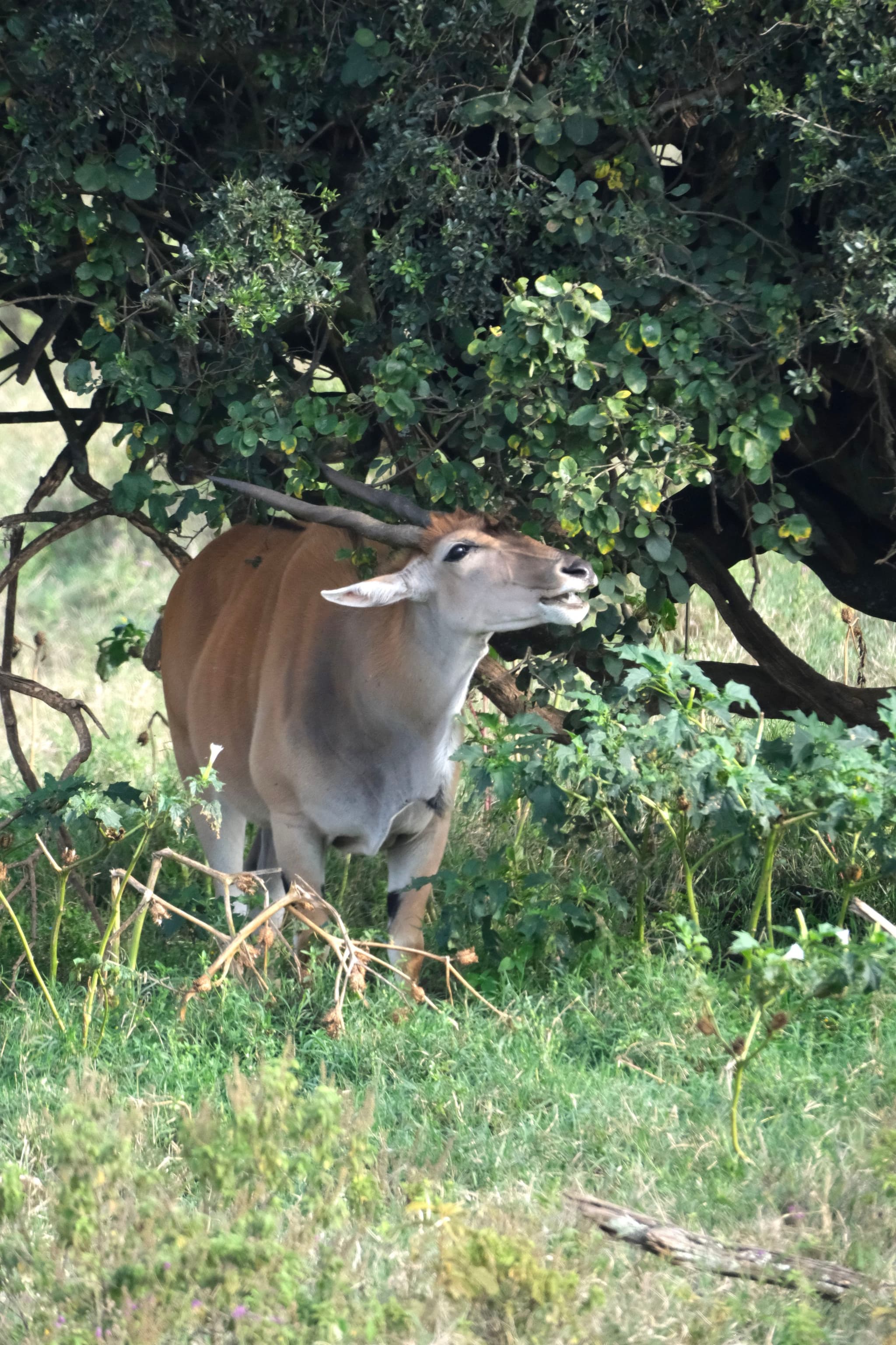 An antelope standing under a tree, surrounded by greenery