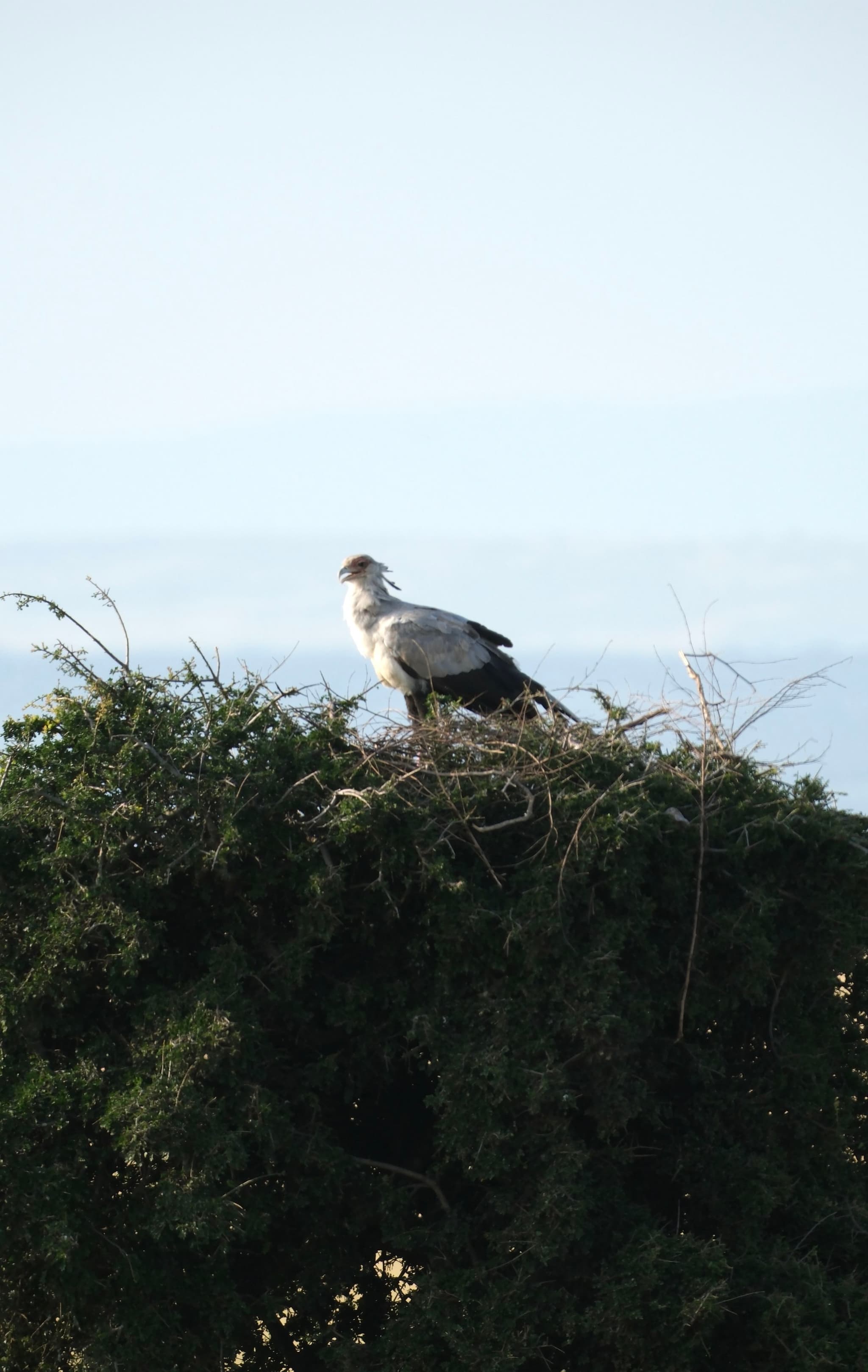 A large bird with a distinctive crest stands on a nest atop a dense bush, set against a clear sky