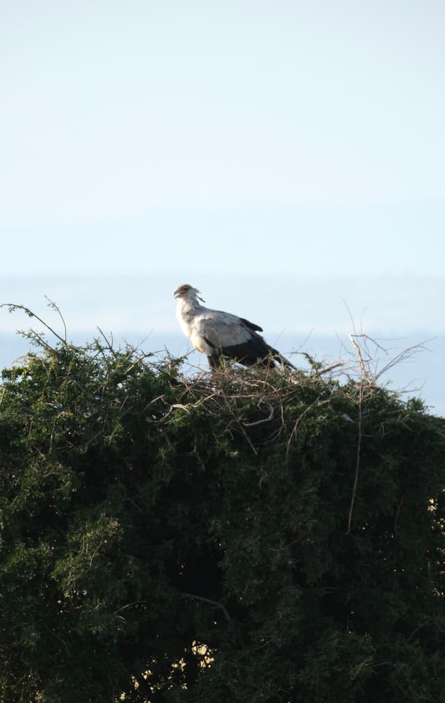 A large bird with a distinctive crest stands on a nest atop a dense bush, set against a clear sky