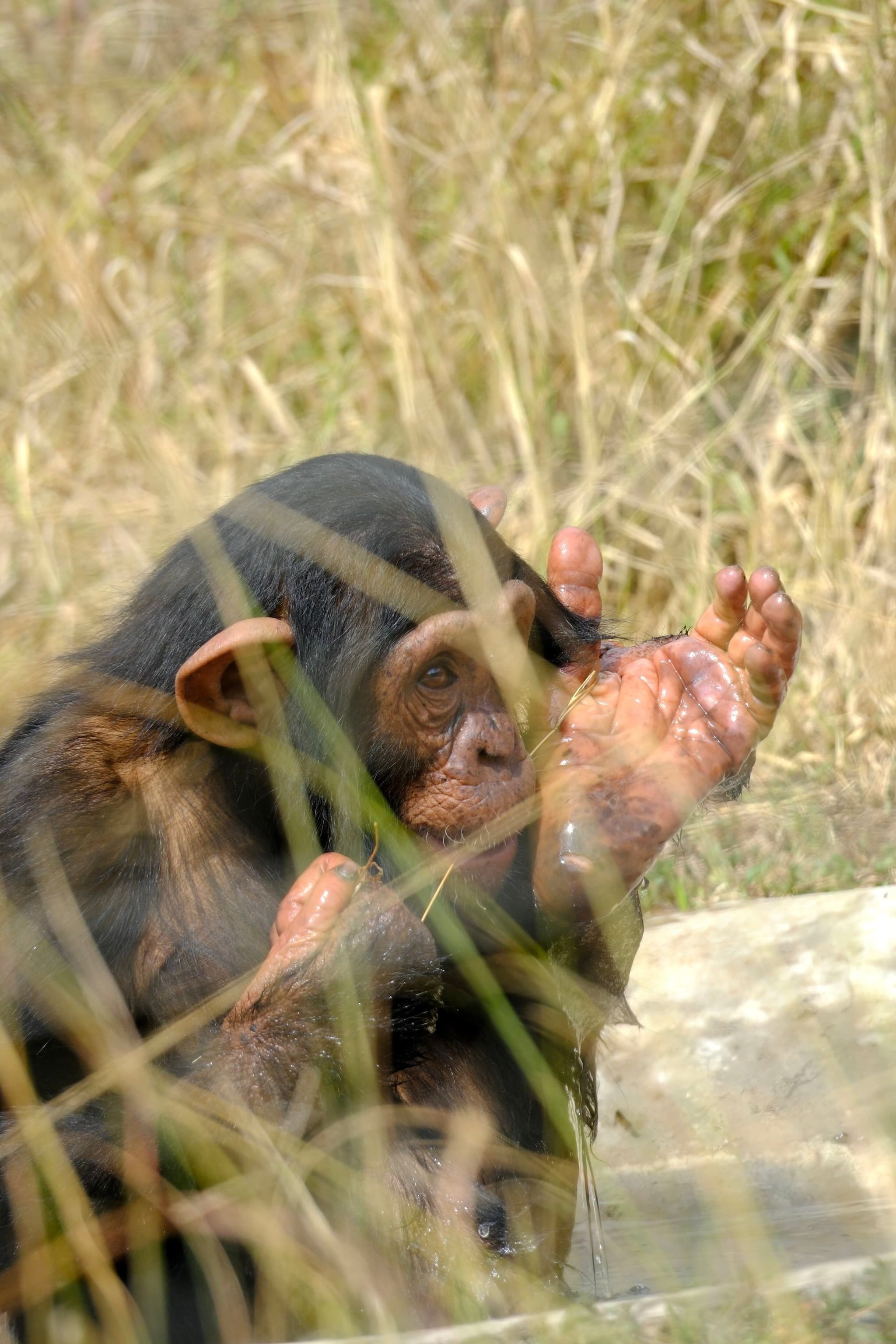 A chimpanzee sitting in a grassy area, holding its hands up to its face