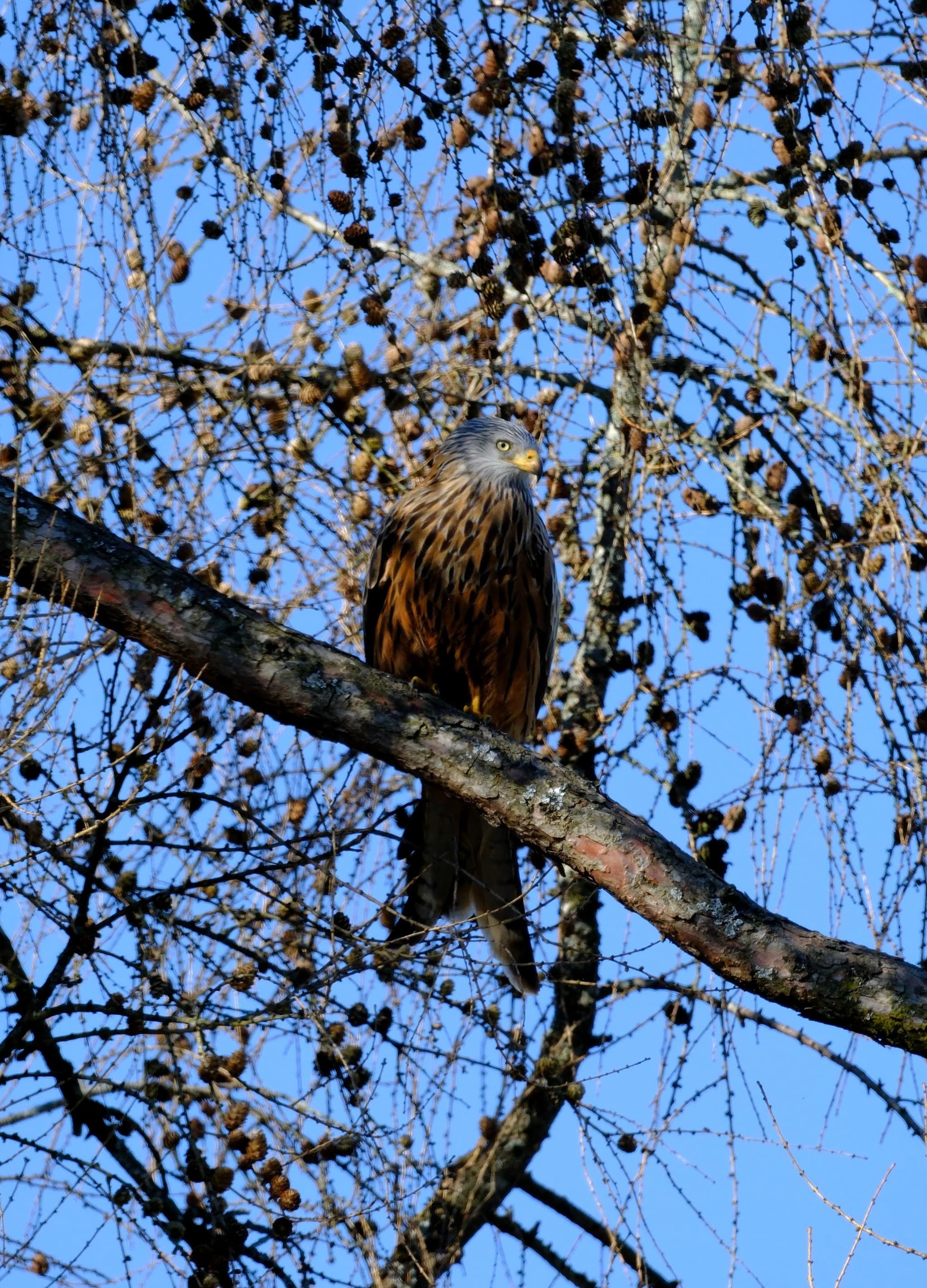 A bird perched on a tree branch surrounded by sparse foliage against a clear blue sky