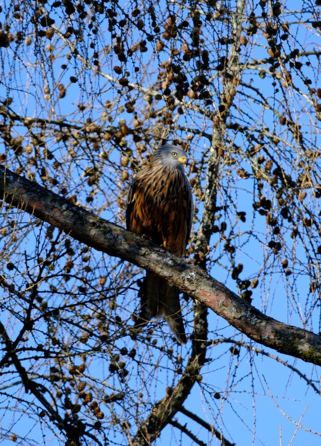 A bird perched on a tree branch surrounded by sparse foliage against a clear blue sky