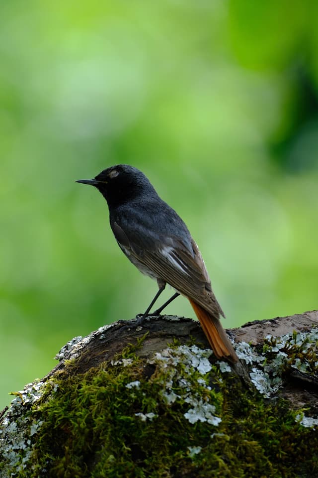A small bird with dark plumage and a reddish tail perched on a mossy branch against a blurred green background
