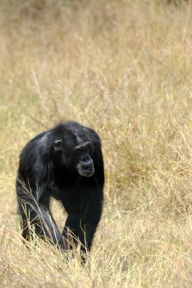 A chimpanzee walking through tall grass in a natural setting