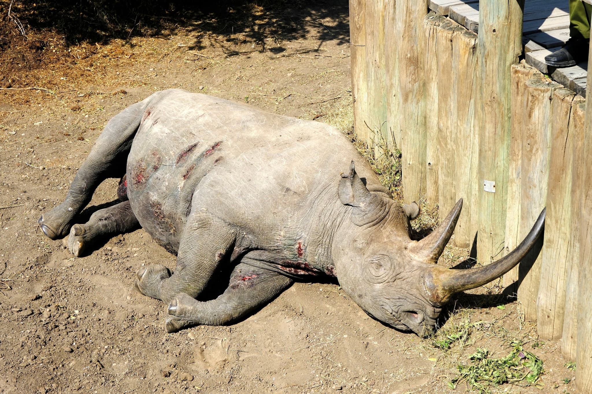 A rhinoceros lying on the ground near a wooden fence, appearing to be resting