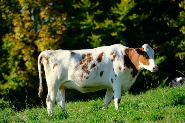 Cow standing in a grassy field