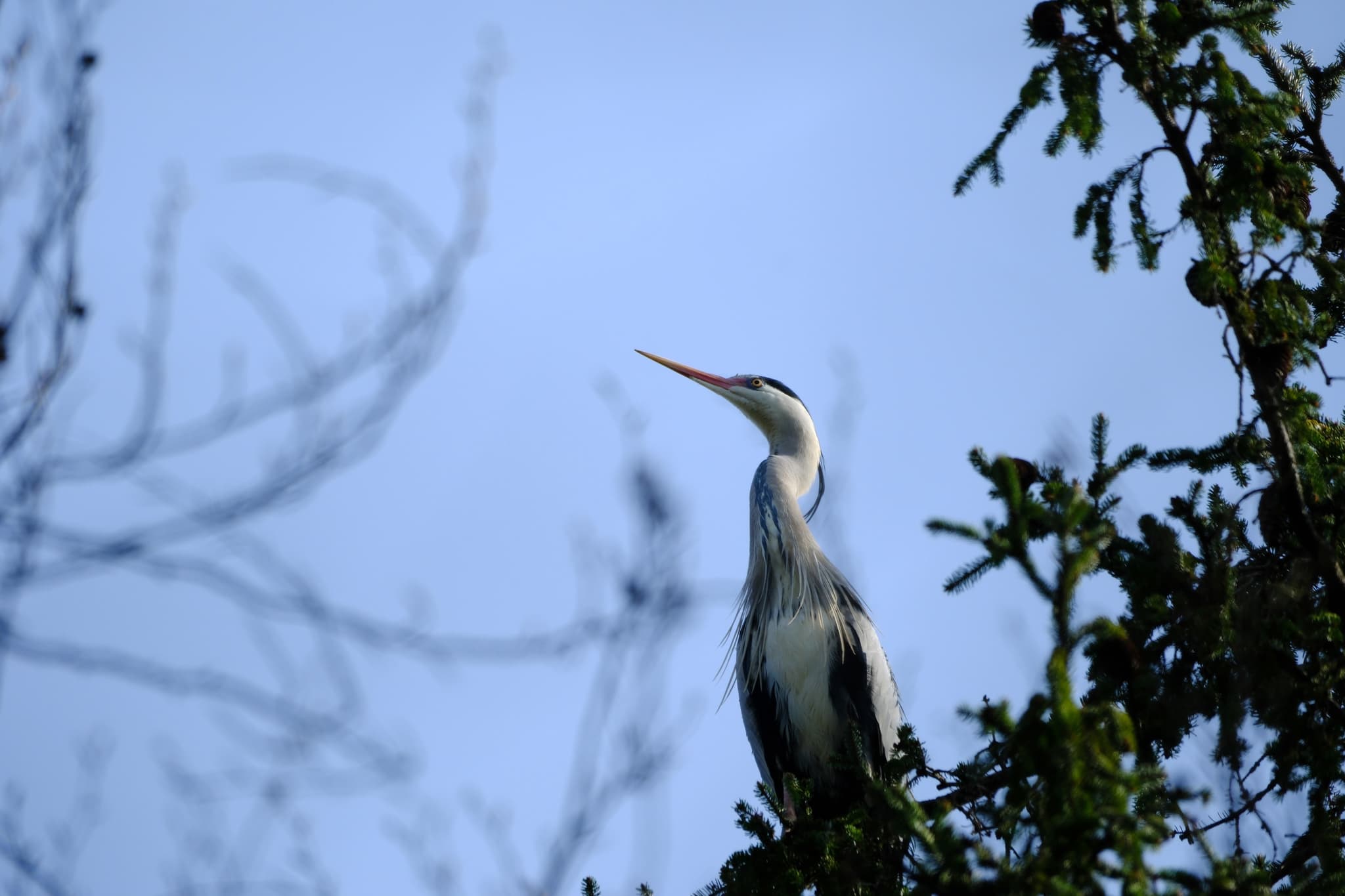 A heron perched on a treetop against a clear blue sky with surrounding branches and leaves