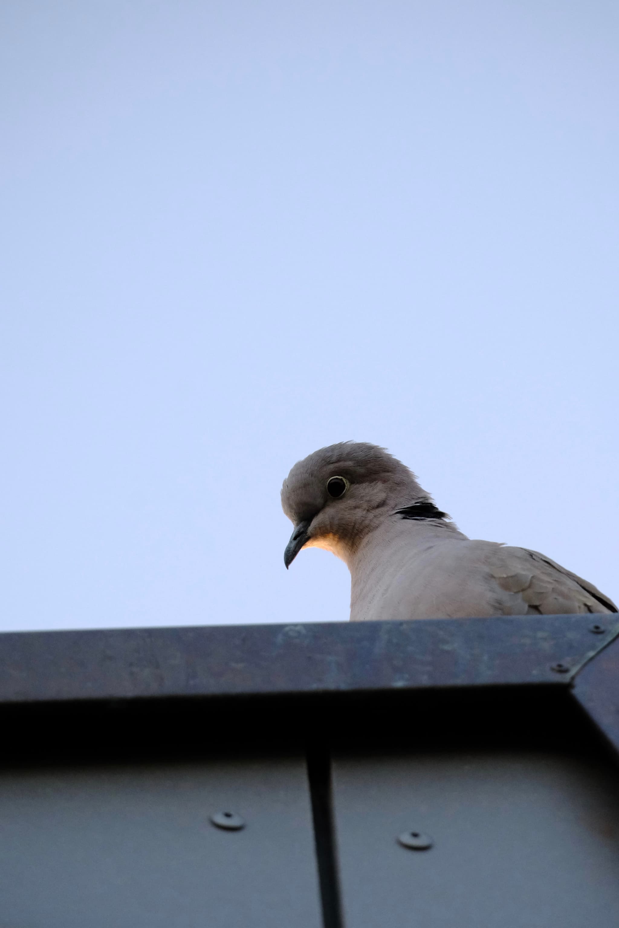 Bird perched on a rooftop edge against clear sky