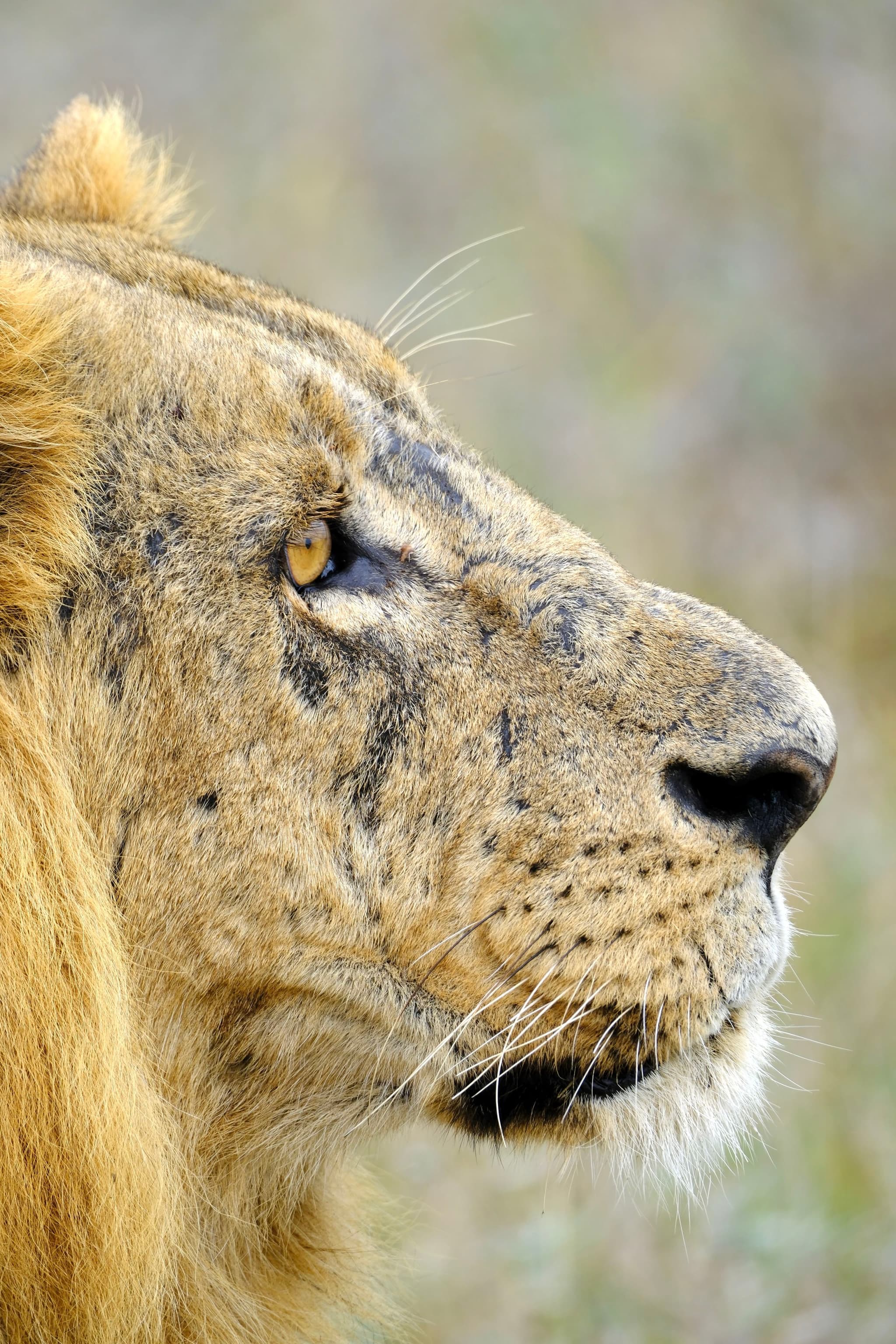 A close-up side profile of a lion's face, highlighting its eye and mane against a blurred natural background