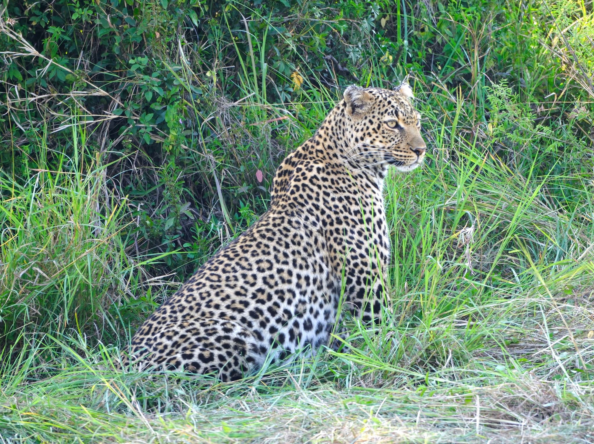 A leopard sitting in tall grass, surrounded by dense green foliage
